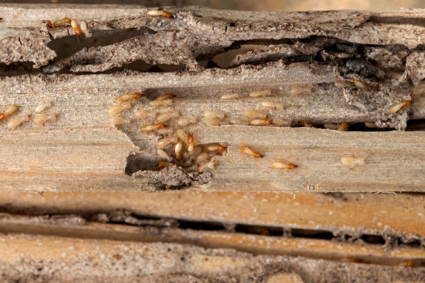 Reliable Del Monte Forest, CA Pest Control Solutions