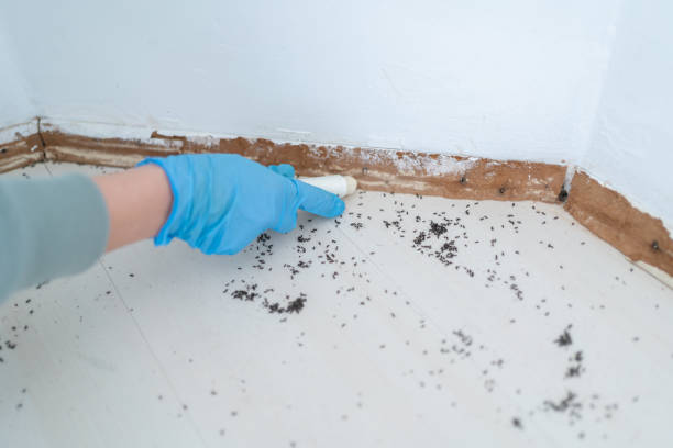 Best Local Pest Control Services  in Del Monte Forest, CA
